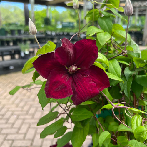 Clematis Rouge Cardinal 283616