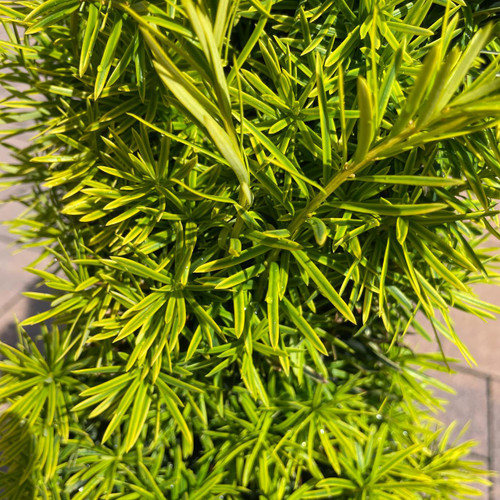  Taxus baccata Stricta Aurea 284576 