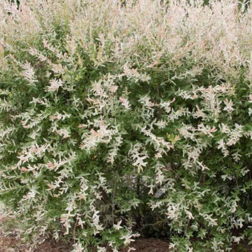 Other Dec. Tree Salix integra Hakuro Nishiki 286337 