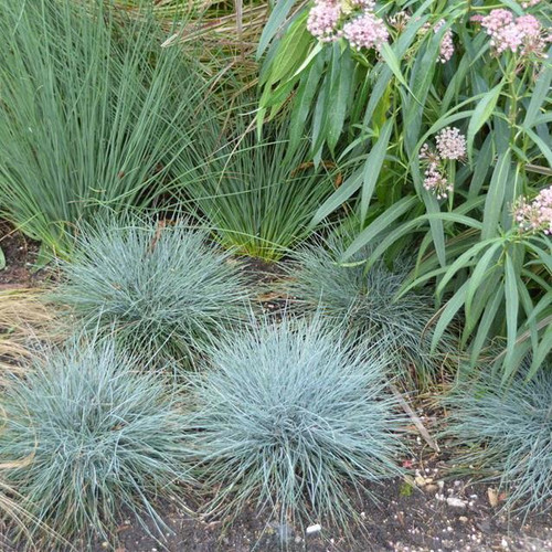 Other Orn. Grass Festuca Cool AS Ice 290090 