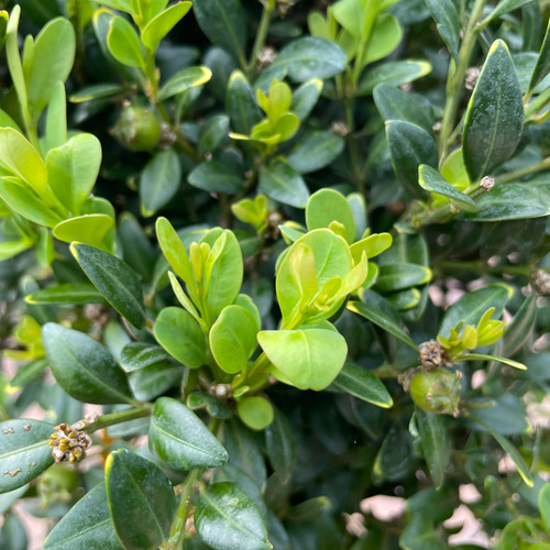 Buxus x Green Velvet 290242