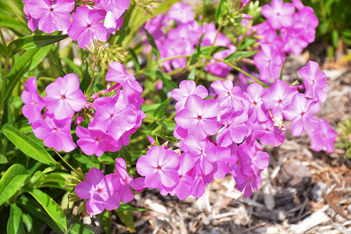 Phlox P Opening Act Ultrapink 332434