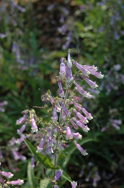 Other Sun Per. Penstemon Quartz Red 290547 