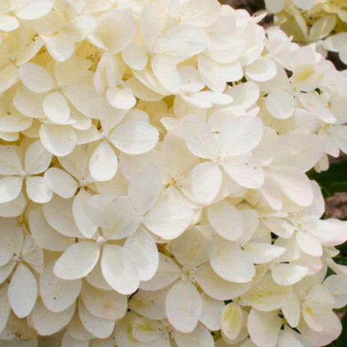  Hydrangea paniculata Phantom Standard 292759 