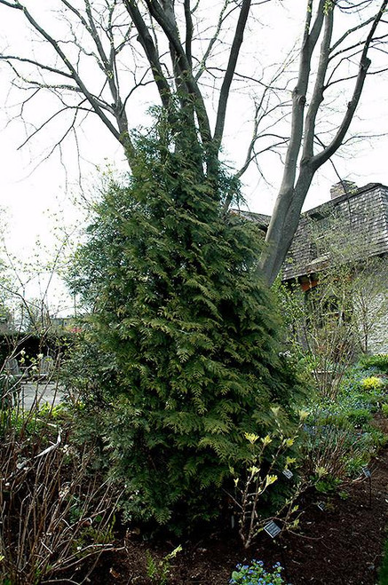  Thuja plicata Excelsa 299854 