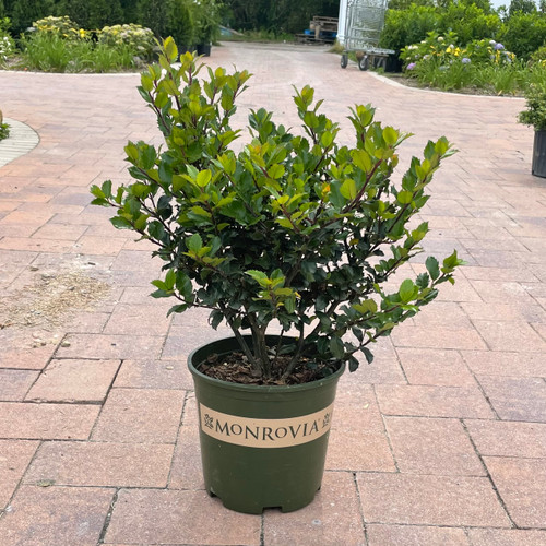 Ilex meserveae Blue Prince 300507