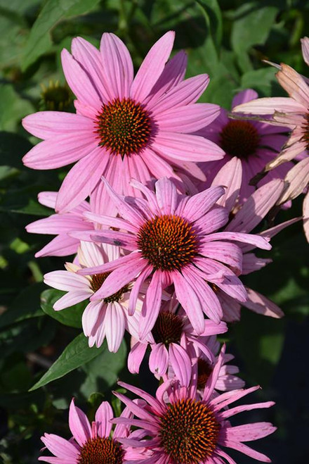  Echinacea Raspberry Truffle 2G 325299 