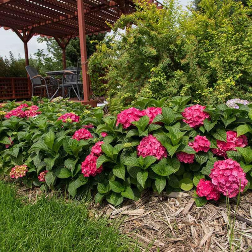  Hydrangea macrophylla E.S.Summer Crush 300579 