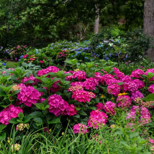  Hydrangea macrophylla E.S.Summer Crush 300579 