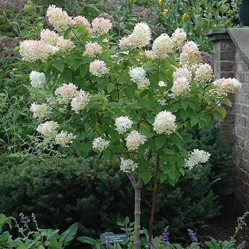  Hydrangea paniculata Limelight Standard 300778 