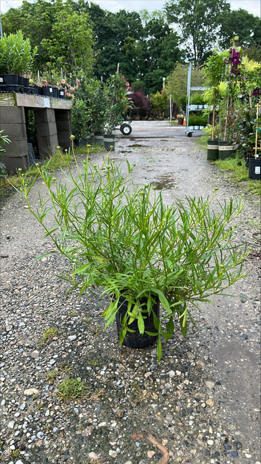  Coreopsis Mercury Rising 230343 