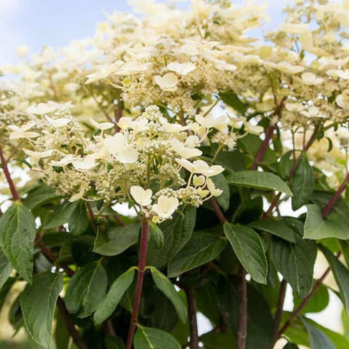  Hydrangea paniculata Quick Fire Fab 302325 
