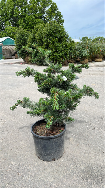 Pinus parviflora Fukuzumi 303555