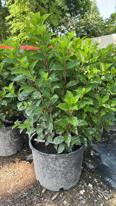  Hydrangea paniculata Limelight Prime 303953 