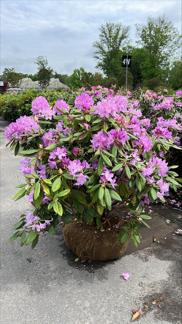  Rhododendron catawbiense Purpureum Elegans 303954 