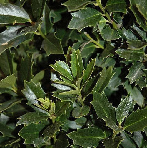  Ilex x Red Oakleaf 306149 