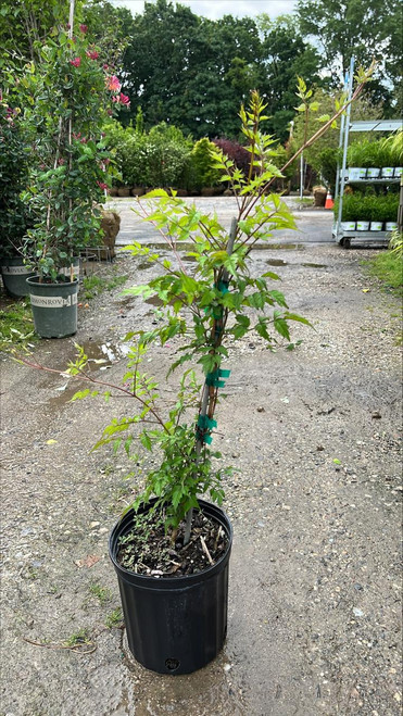 Other Vine Campsis radicans Flamenco 306557 