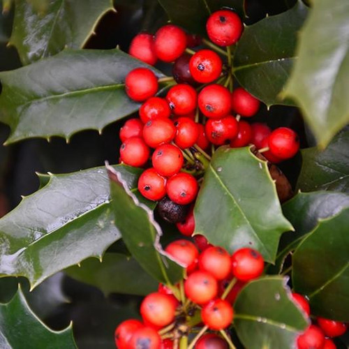  Ilex Nellie R. Stevens 307067 