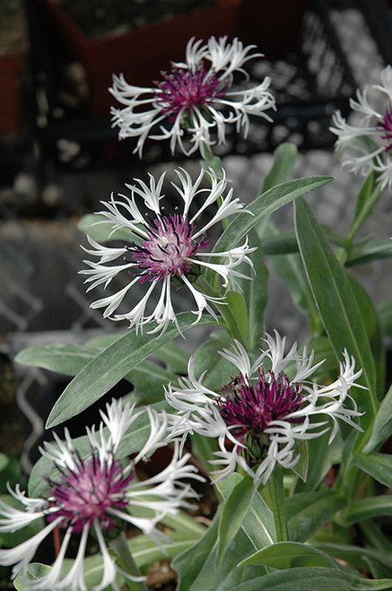 Other Sun Per. Centaurea Amethyst Dream 307230 
