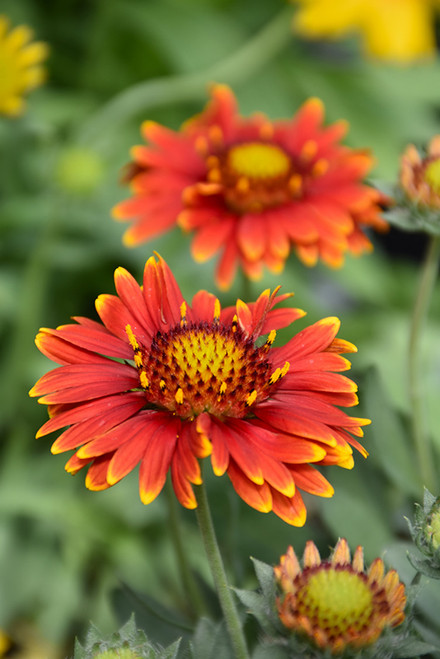 Gaillardia Bright Red 325054