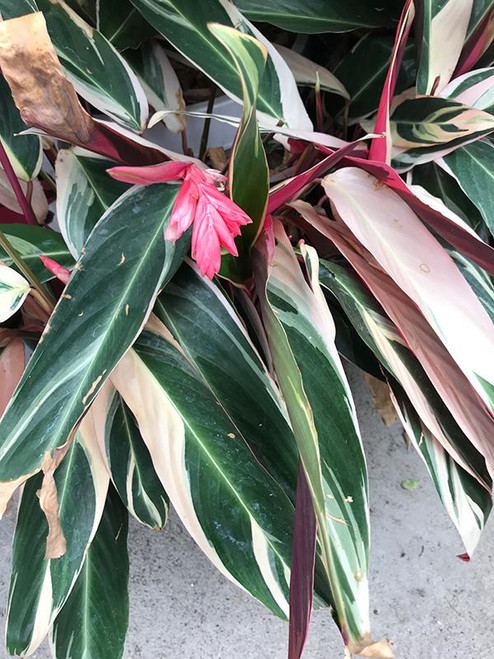 Up to 4" STROMANTHE TRIO STAR 4" 