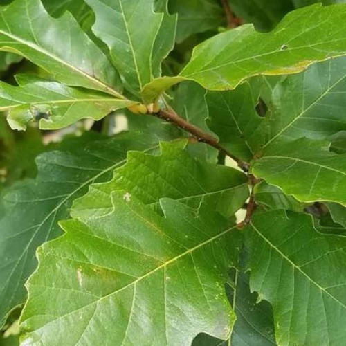  Quercus bicolor 310580 