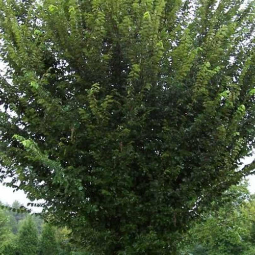 Other Dec. Tree Ulmus americana Princeton 310581 