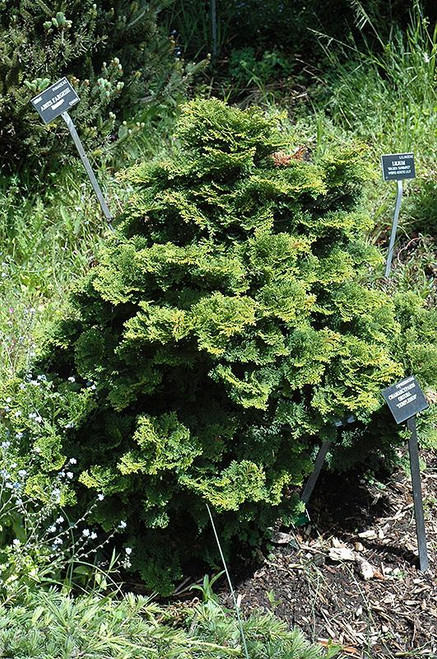 Chamacyparis Chamaecyparis obtusa Templehof 235765 
