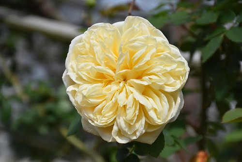 English Rose Rosa English DA The Pilgrim 9g Trellis (Yellow) 310777 