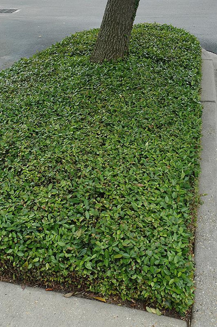 Gardenias JASMINE STAR 5 GAL 