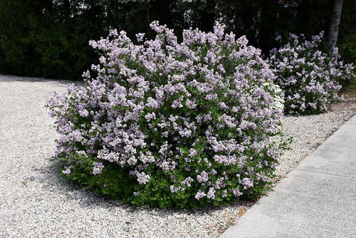  Syringa 'Pearl Potion' 311763 