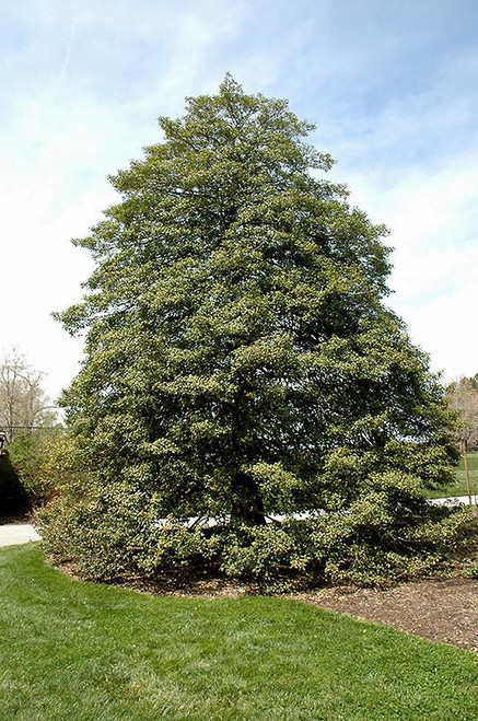  Ilex opaca 312015 