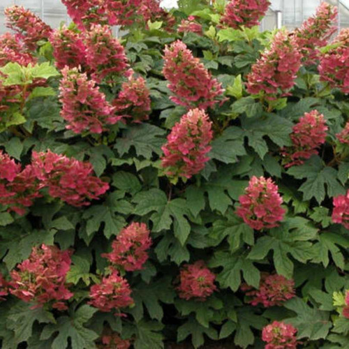  Hydrangea quercifolia Ruby Slippers 312044 