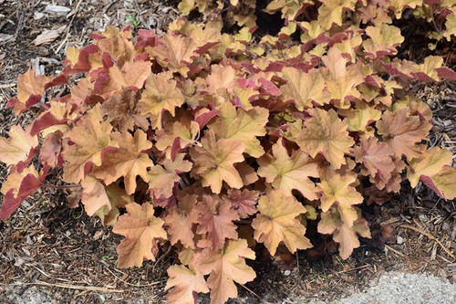  Heuchera Obsidian 312297 