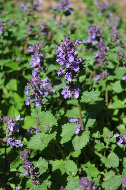 Other Sun Per. Nepeta Whispurr Pink 312325 