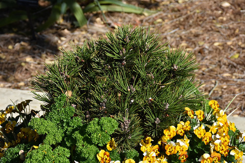 Pinus leucodermis Banderica 313383