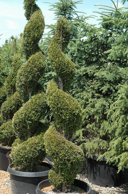  Thuja occidentalis Emerald Green 315824 
