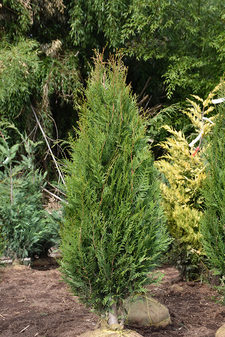 Thuja plicata Virescens 315878