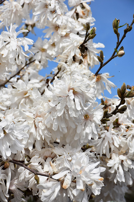 Magnolia stellata Royal Star 316047