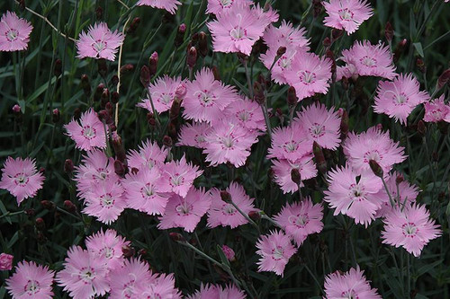  Dianthus Rosebud 316627 