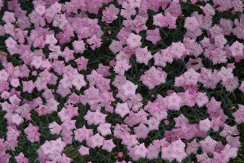  Dianthus Rosebud 316627 