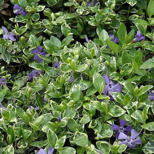  Vinca M Ralph Shugert 161072 