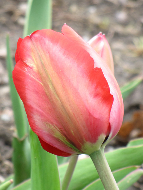 Close up of a Menton Tulip.