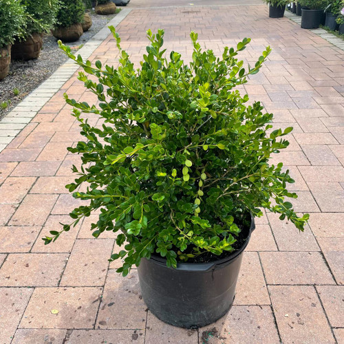  Buxus microphylla Winter Gem 168756 