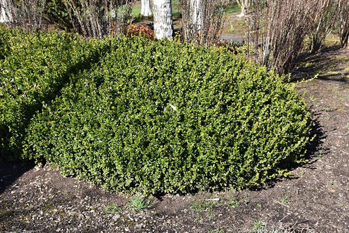  Buxus microphylla Winter Gem 168764 