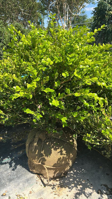  Buxus microphylla Winter Gem 168764 