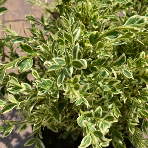  Buxus sempervirens variegata 192280 