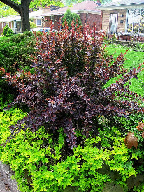  Berberis Crimson Cutie 299714 