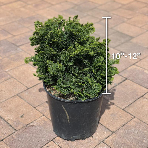 Chamacyparis Chamaecyparis obtusa Nana Gracilis 211763 