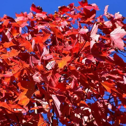  Acer rubrum October Glory 168567 